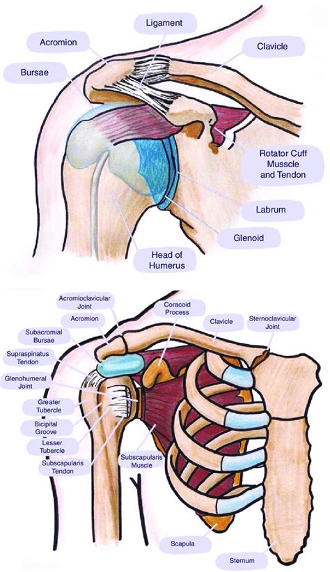 human shoulders.